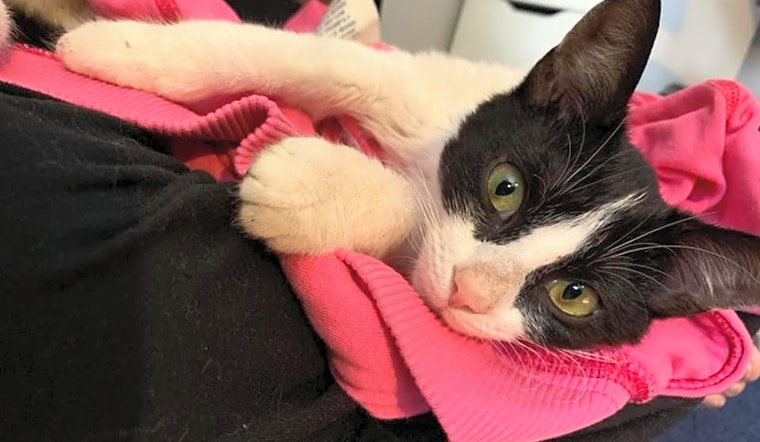 Kittens in Philadelphia looking for their fur-ever homes