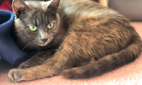 Cats in Baltimore looking for their fur-ever homes