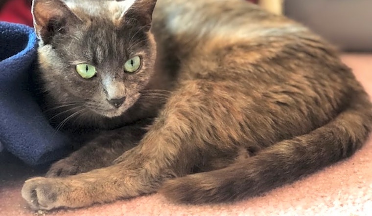 Cats in Baltimore looking for their fur-ever homes