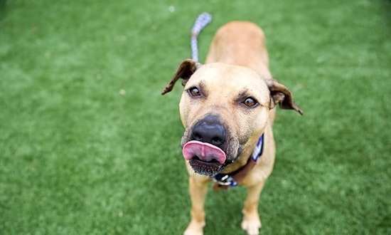 Dogs in Cleveland looking for their fur-ever homes