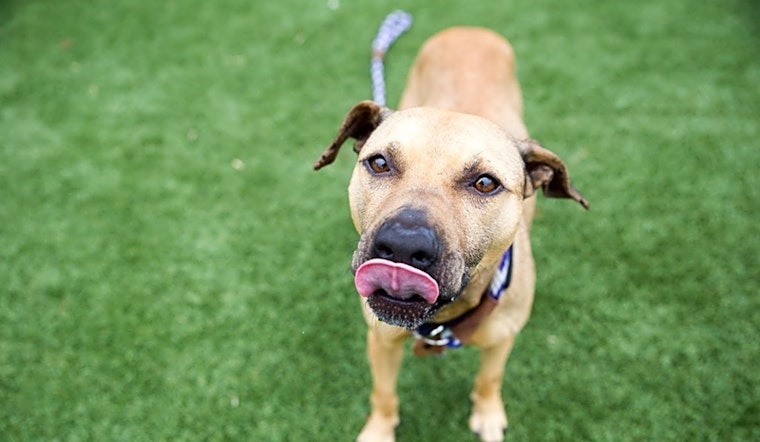 Dogs in Cleveland looking for their fur-ever homes