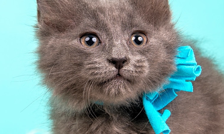 Kittens in Cincinnati looking for their fur-ever homes