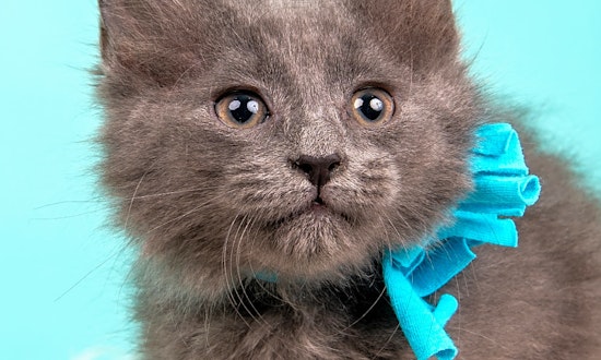 Kittens in Cincinnati looking for their fur-ever homes