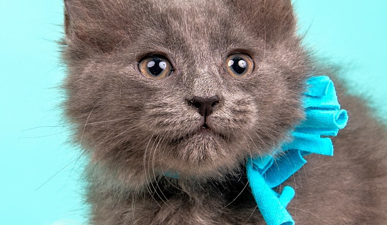 Kittens in Cincinnati looking for their fur-ever homes
