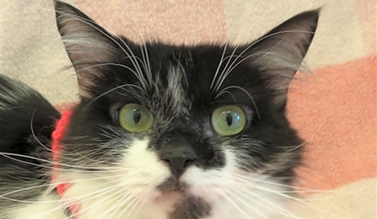 Cats in Detroit looking for their fur-ever homes