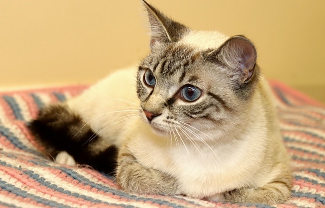 Cats in Louisville looking for their fur-ever homes