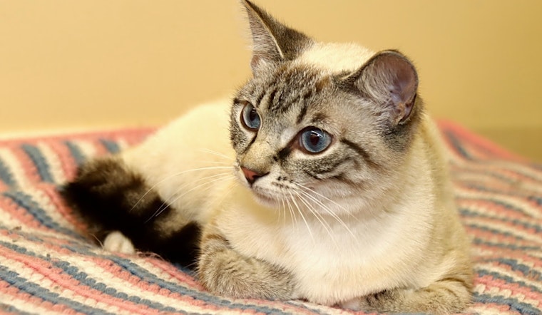Cats in Louisville looking for their fur-ever homes