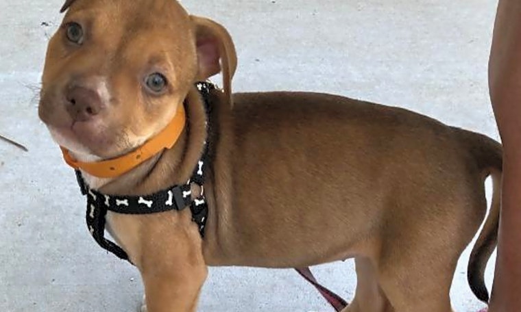 Puppies in Raleigh looking for their fur-ever homes