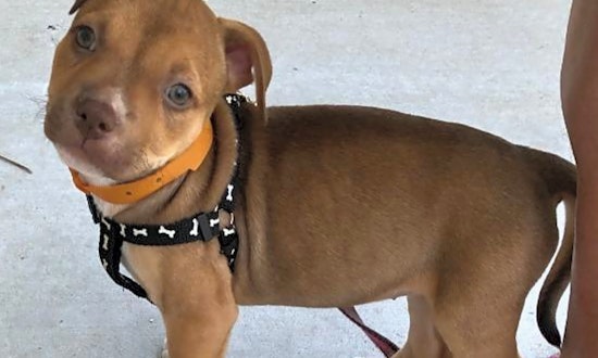 Puppies in Raleigh looking for their fur-ever homes