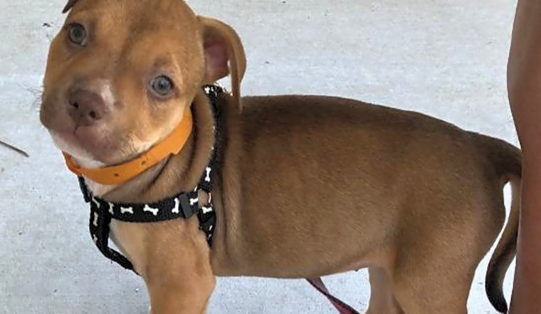Puppies in Raleigh looking for their fur-ever homes