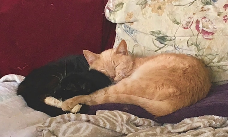 Cats in Anaheim looking for their fur-ever homes