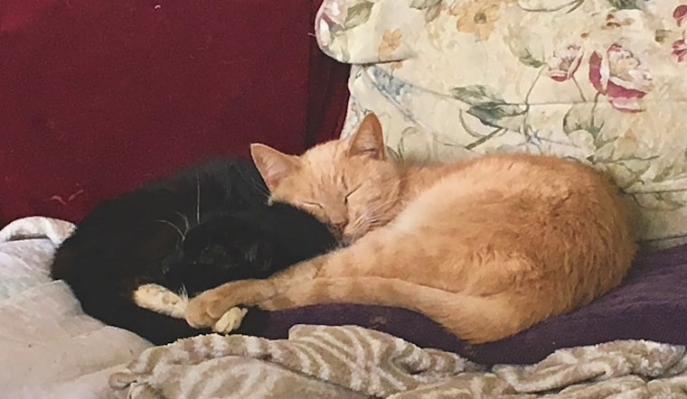 Cats in Anaheim looking for their fur-ever homes