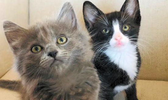 Kittens in San Jose looking for their fur-ever homes