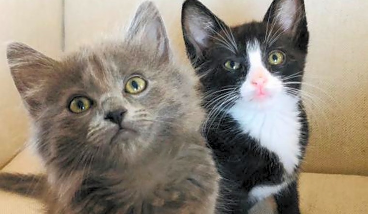 Kittens in San Jose looking for their fur-ever homes