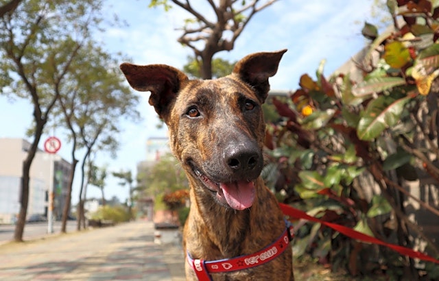 Dogs in Sunnyvale looking for their fur-ever homes