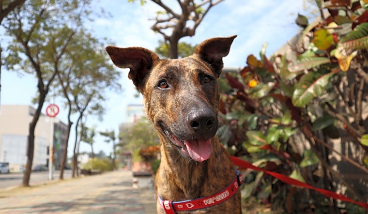 Dogs in Sunnyvale looking for their fur-ever homes