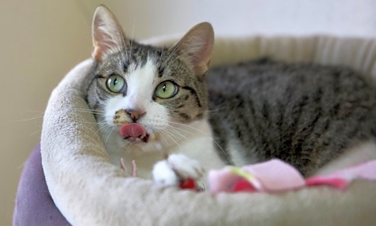 Cats in Portland looking for their fur-ever homes