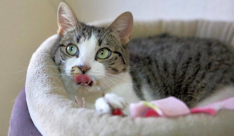 Cats in Portland looking for their fur-ever homes