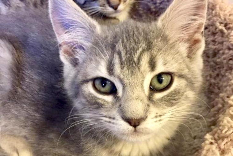 Cats in Aurora looking for their fur-ever homes