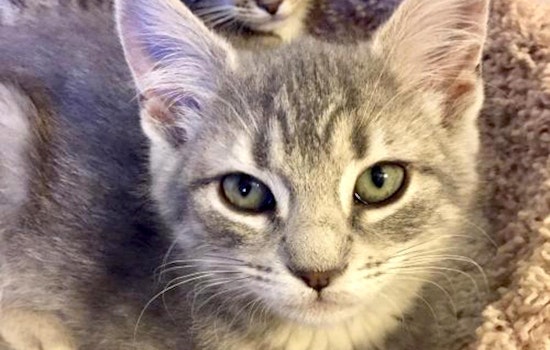 Cats in Aurora looking for their fur-ever homes