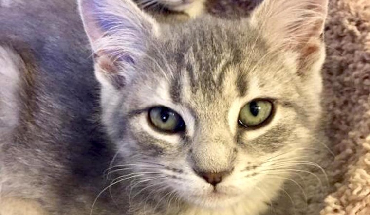 Cats in Aurora looking for their fur-ever homes