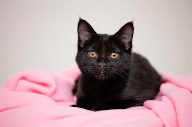 Kittens in Las Vegas looking for their fur-ever homes