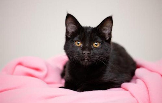 Kittens in Las Vegas looking for their fur-ever homes