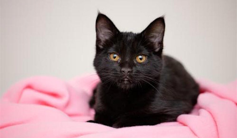 Kittens in Las Vegas looking for their fur-ever homes