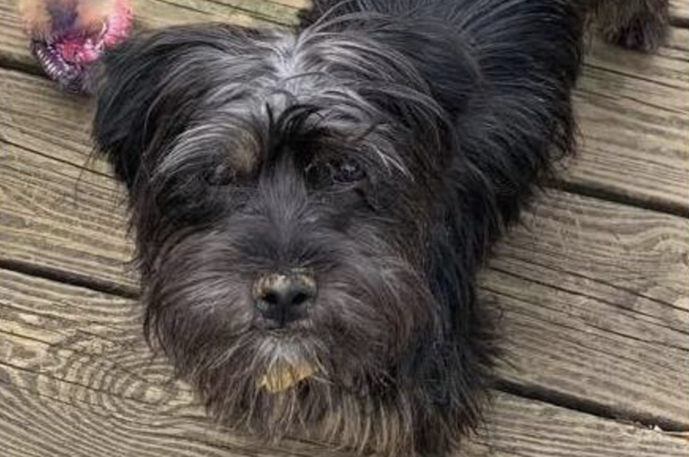 Puppies in Louisville looking for their fur-ever homes