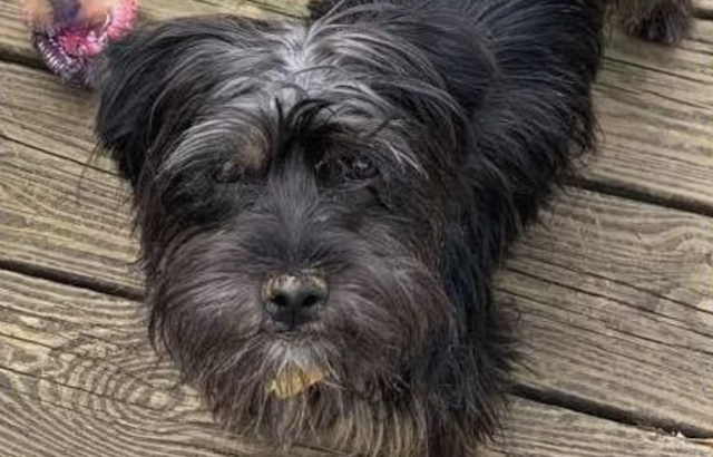 Puppies in Louisville looking for their fur-ever homes