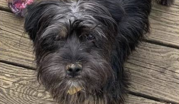 Puppies in Louisville looking for their fur-ever homes