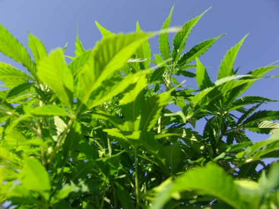 Top Austin news: PD investigating after woman tackled; hemp store open after restrictions loosened