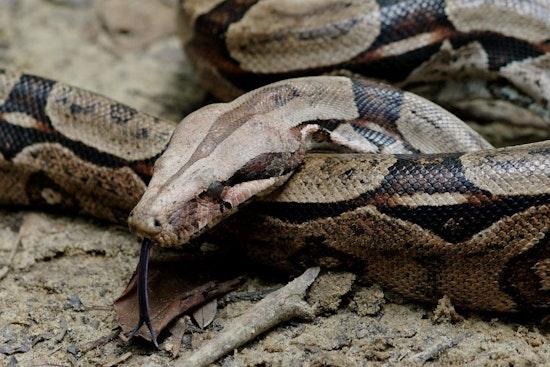 Top Baltimore news: Man encounters boa during disc golf game; 'Baltimore treasure' retires; more