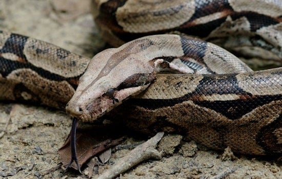 Top Baltimore news: Man encounters boa during disc golf game; 'Baltimore treasure' retires; more