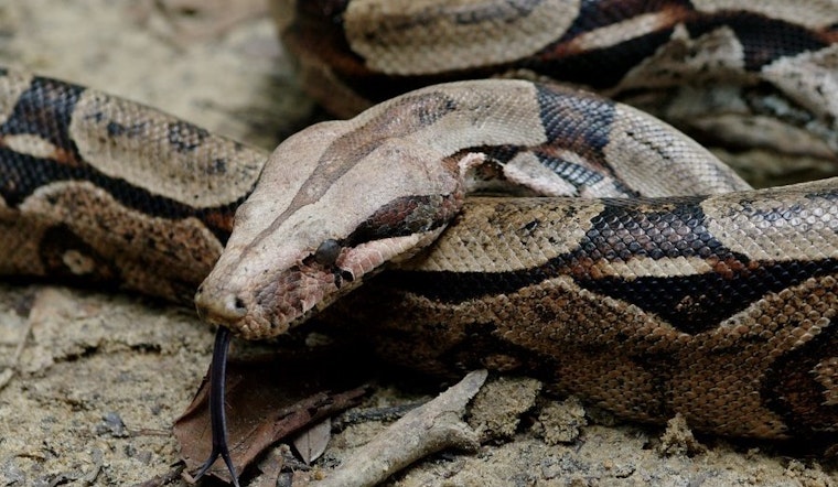 Top Baltimore news: Man encounters boa during disc golf game; 'Baltimore treasure' retires; more