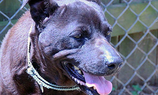 Dogs in Charlotte looking for their fur-ever homes