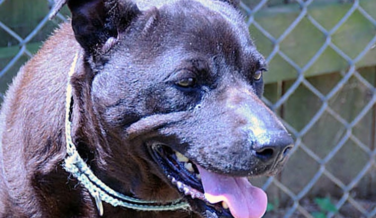 Dogs in Charlotte looking for their fur-ever homes