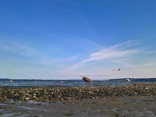 Top Seattle news: Sewer overflow forces closure of beach; contractor hit with sanctions over tunnel