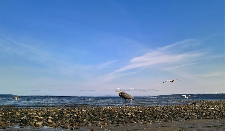 Top Seattle news: Sewer overflow forces closure of beach; contractor hit with sanctions over tunnel