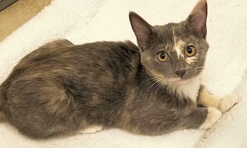 Kittens in Chicago looking for their furever homes