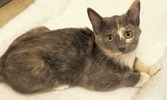 Kittens in Chicago looking for their fur-ever homes
