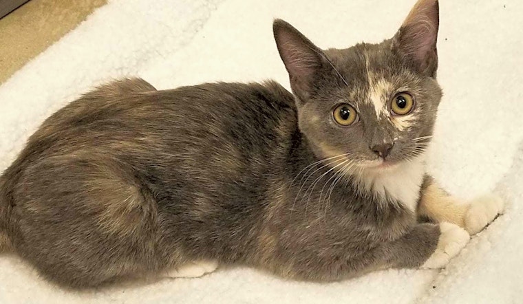 Kittens in Chicago looking for their fur-ever homes