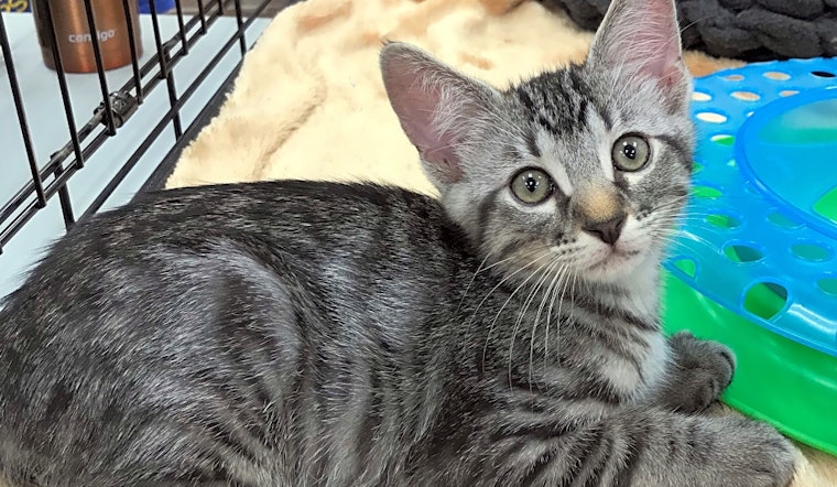 Kittens in Austin looking for their fur-ever homes