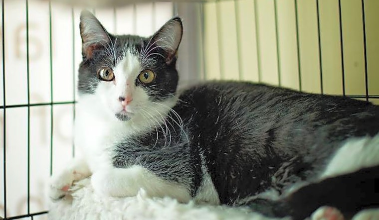 Cats in Arlington looking for their fur-ever homes