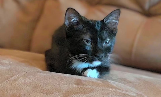 Kittens in Dallas looking for their fur-ever homes