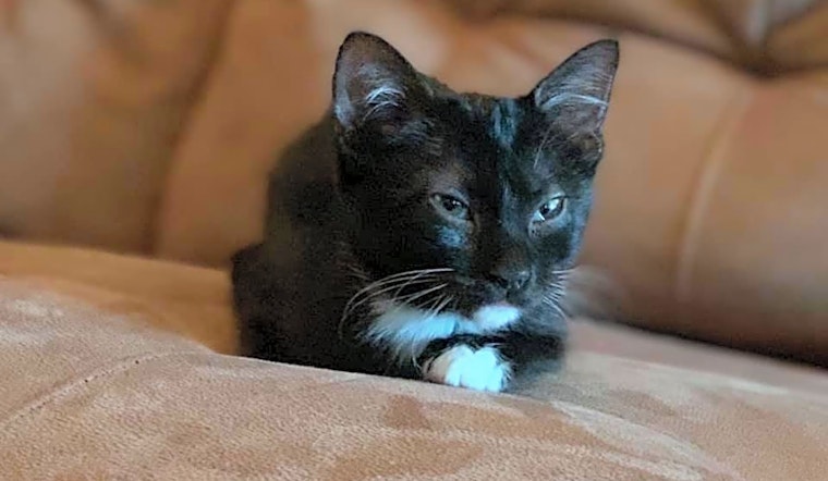 Kittens in Dallas looking for their fur-ever homes