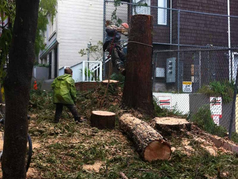 Goodbye, Steiner Street Redwoods