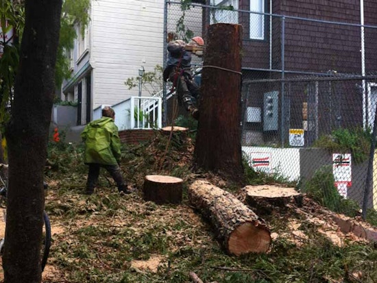 Goodbye, Steiner Street Redwoods