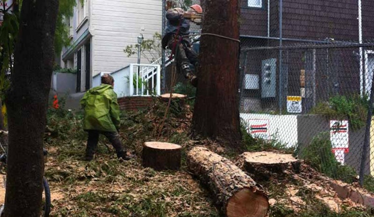 Goodbye, Steiner Street Redwoods