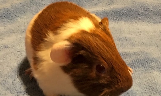 Purr-fect pets for adoption in and around Durham